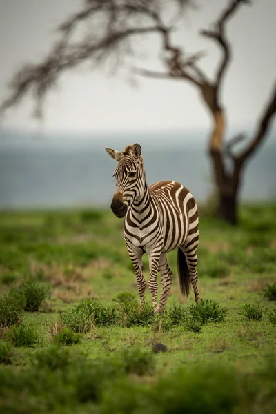 Zebra Stojący Trawiasta Równina Przez Drzewa — Zdjęcie stockowe