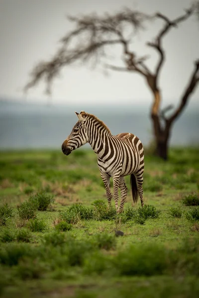 Zebra Staande Met Hoofd Draaide Door Boom — Stockfoto