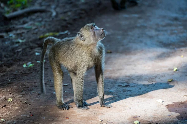 Jonge Olive Baboon Zoek Tot Bomen — Stockfoto