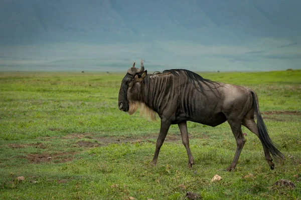 Barba Bianca Wildebeest Passeggiate Attraverso Prati Sotto Sole — Foto Stock
