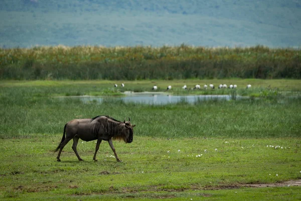 White Bearded Wildebeest Walks Lake Birds — Stock Photo, Image