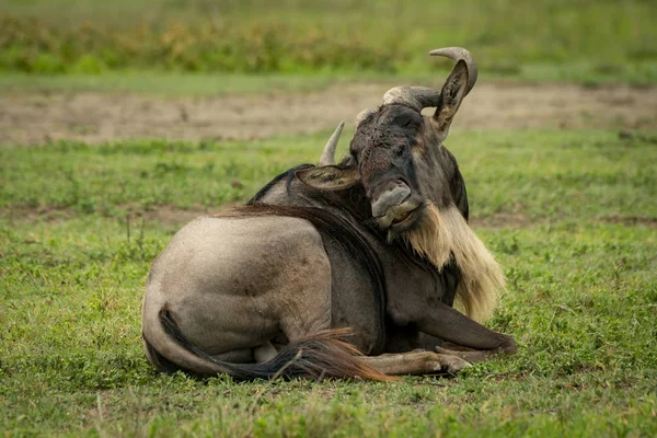 White Bearded Wildebeest Twists Head Scratch Back — Stock Photo, Image