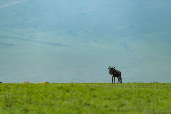 Gnus Barba Branca Fica Savana Antes Das Colinas — Fotografia de Stock