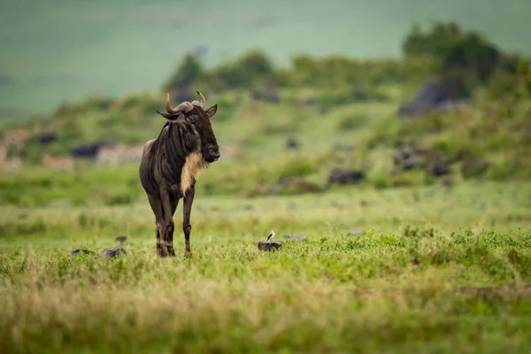 White Bearded Wildebeest Stands Little White Bird — Stock Photo, Image