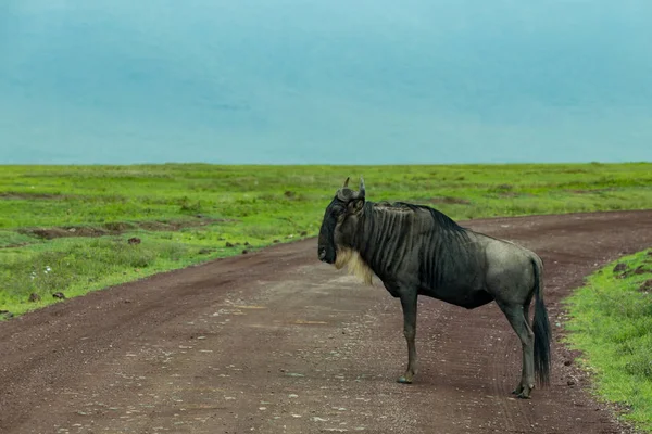 Gnus Barba Branca Está Estrada Através Savana — Fotografia de Stock