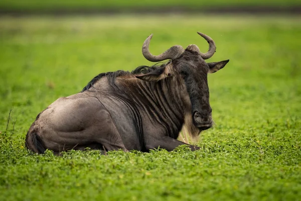 Wit Bebaarde Gnoe Liggen Gras Draait Hoofd — Stockfoto