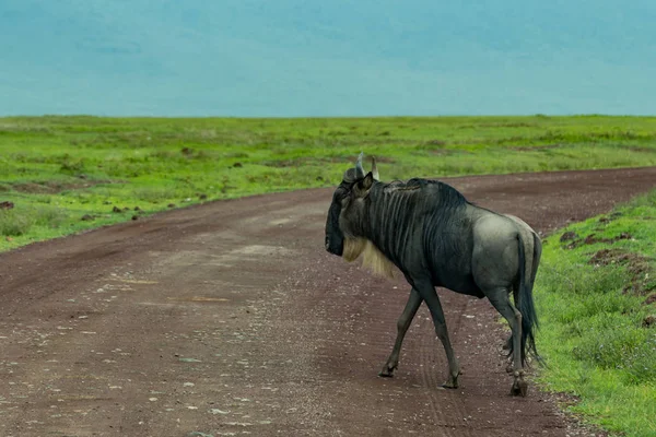 Gnu Barba Branca Atravessa Estrada Através Planície Gramada — Fotografia de Stock