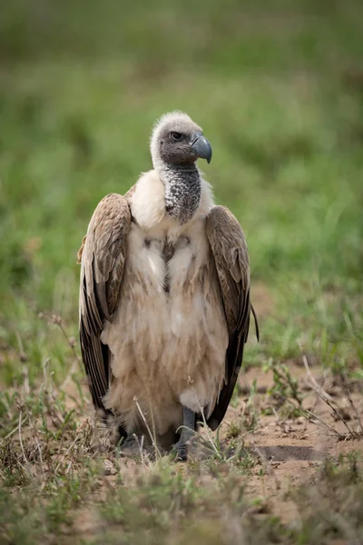 Vautour Dos Blanc Debout Sur Les Prairies Face Droite — Photo