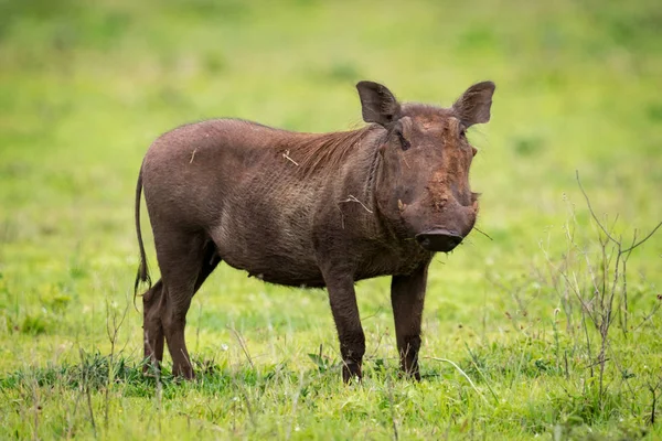 Otlak kamerada bakıp warthog ayakta