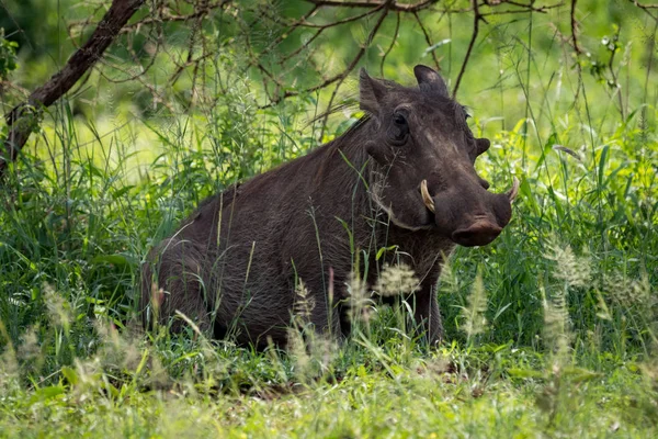 Uzun otların gölgede warthog oturur
