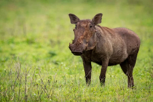 Warthog Stojící Vga Kameru Travnaté Louce — Stock fotografie