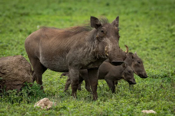 Warthog Madre Con Dos Bebés Lado Roca —  Fotos de Stock