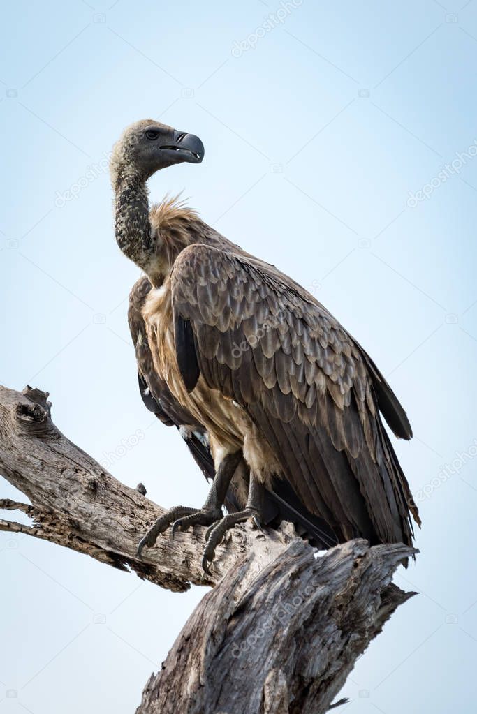 White-backed vulture turning head on dead tree