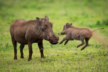 Kamera arkasında atlama bebek ile karşı karşıya warthog