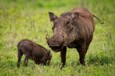 Warthog kamera otlakta bebek ile karşı karşıya
