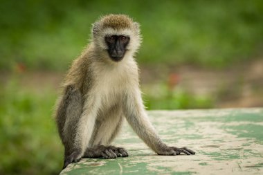 Vervet monkey crouching on wall faces camera clipart