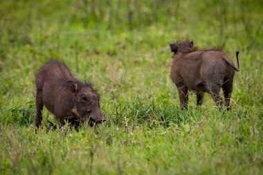 İki domuz yeme çim çayırda bebeğim