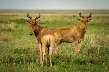 İki hartebeest kamera çimenli düz üzerinde karşı karşıya