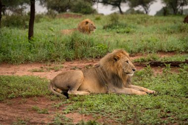 İki erkek aslan açıklıkta devam bakmak