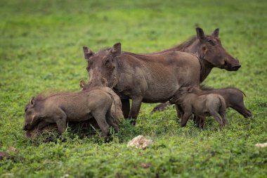 Savannah üzerinde anneden emdikleri warthog bebekler
