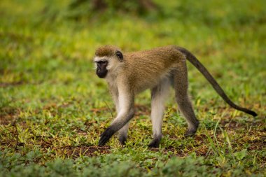 Vervet monkey walking on wet grass lawn clipart