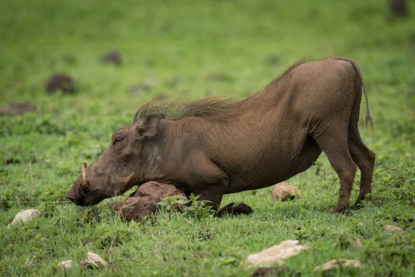 Warthog Agenouillé Sur Roche Dans Les Prairies — Photo