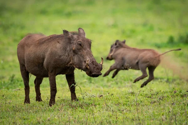 Kamera arkasında atlama bebek ile karşı karşıya warthog