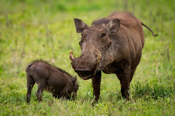 Warthog Frente Cámara Los Pastizales Con Bebé —  Fotos de Stock