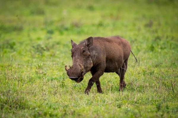 Warthog Přejezd Pastviny Zprava Doleva — Stock fotografie