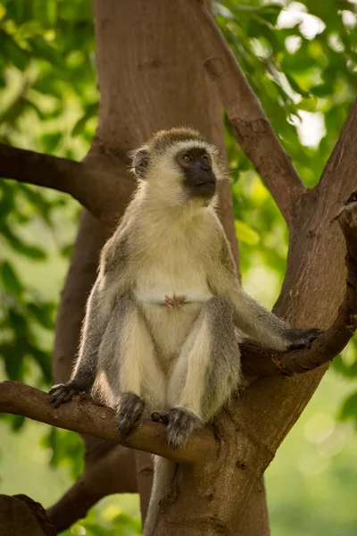 Vervet Μαϊμού Κάθεται Στο Δέντρο Κοιτώντας Ψηλά — Φωτογραφία Αρχείου