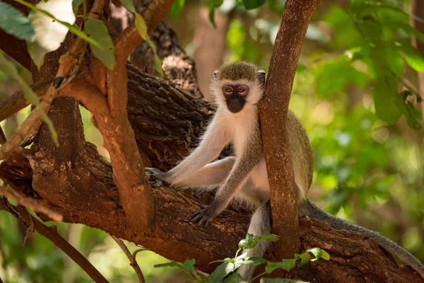 Vervet Monkey Sitter Grenen Skuggan — Stockfoto