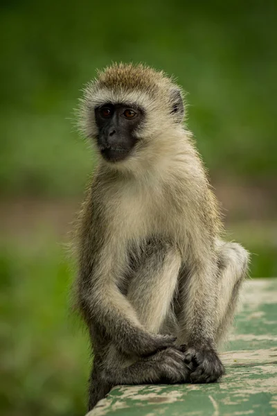 Vervet Macaco Parede Com Grama Atrás — Fotografia de Stock