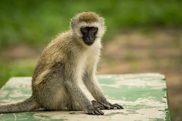 Vervet Macaco Senta Parede Frente Câmera — Fotografia de Stock