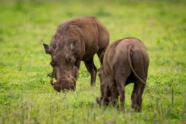 Dos Warthogs Comiendo Hierba Uno Enfrente Del Otro —  Fotos de Stock
