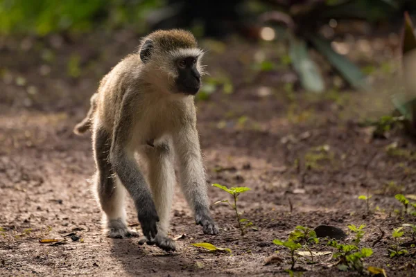 Vervet Singe Accroupi Sur Sol Regardant Droite — Photo