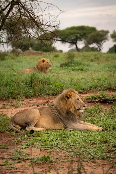 Två Manliga Lejon Liggande Gräsbevuxen Äng — Stockfoto