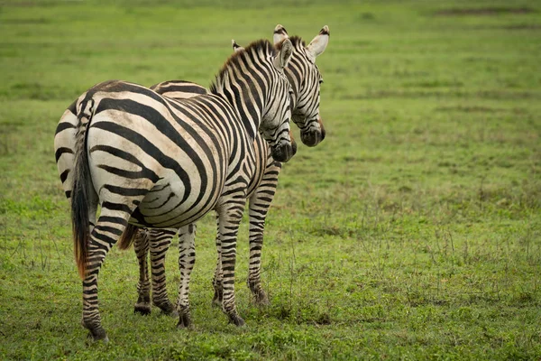 Duas Planícies Zebra Ficar Lado Lado Savana — Fotografia de Stock