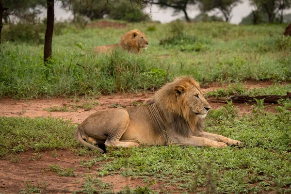 İki erkek aslan açıklıkta devam bakmak