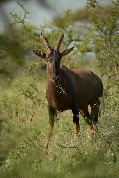 Topi Frisst Gras Starrt Direkt Die Kamera — Stockfoto