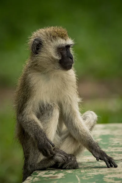 Vervet Macaco Sentado Parede Olhando Para Direita — Fotografia de Stock