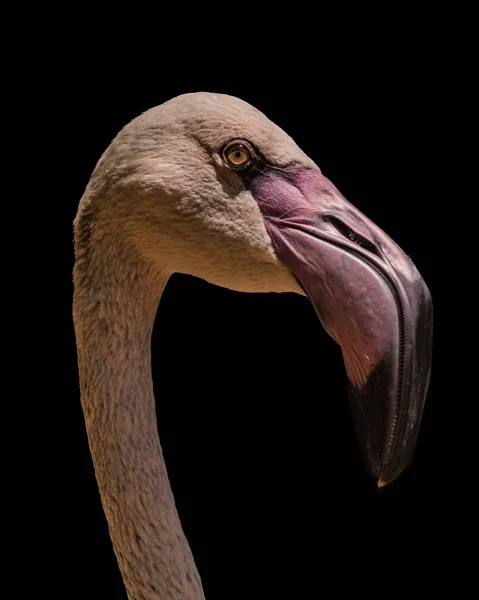 Detta Visar Huvud Och Hals Chilensk Flamingo Med Ljusglimt Dess — Stockfoto