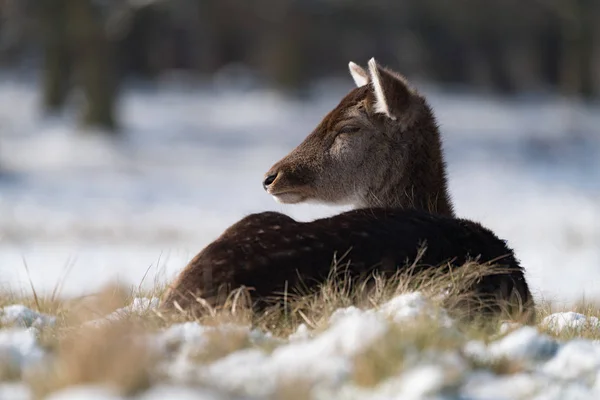 Rothirschweibchen Liegt Schneebedeckten Gras — Stockfoto