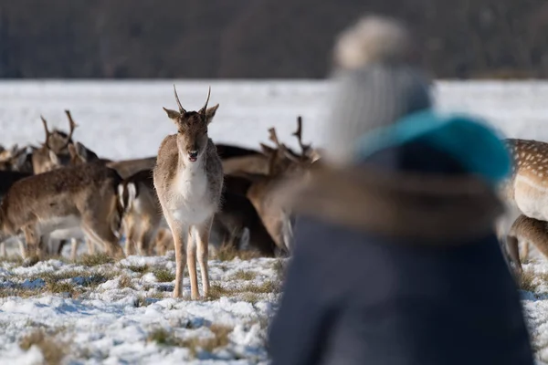 Rehkitz Starrt Frau Schnee — Stockfoto