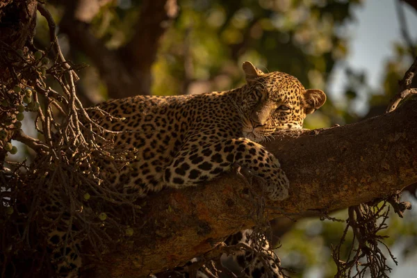 Леопард Засыпает Ветке Дерева — стоковое фото