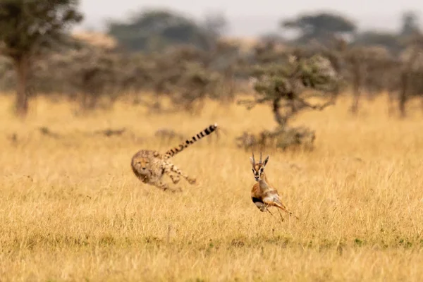 Cheetah Persiguiendo Gacela Thomson Entre Espinas Silbantes — Foto de Stock