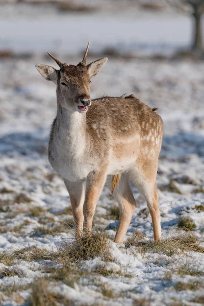 Fallow Deer Fawn Standing Snowy Grass — Stock Photo, Image