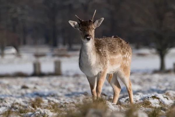 Damwild Rehkitz Steht Verschneiten Park — Stockfoto