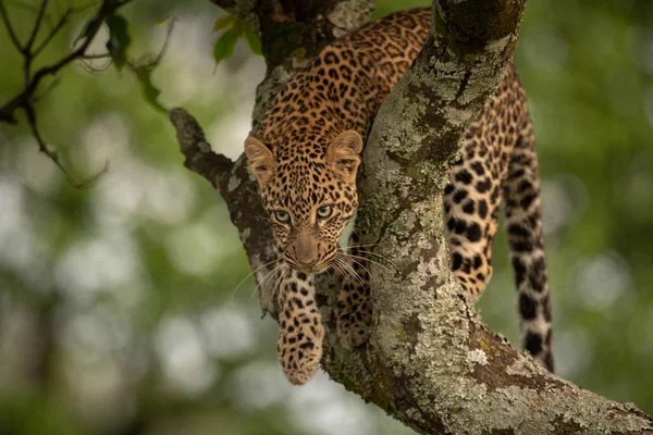 Leopard Przygotowuje Się Skoku Gałęzi Drzewa — Zdjęcie stockowe