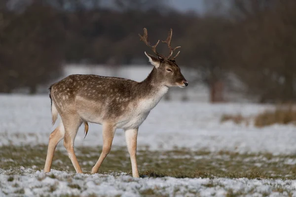 Männliche Damhirsche Laufen Durch Verschneiten Park — Stockfoto