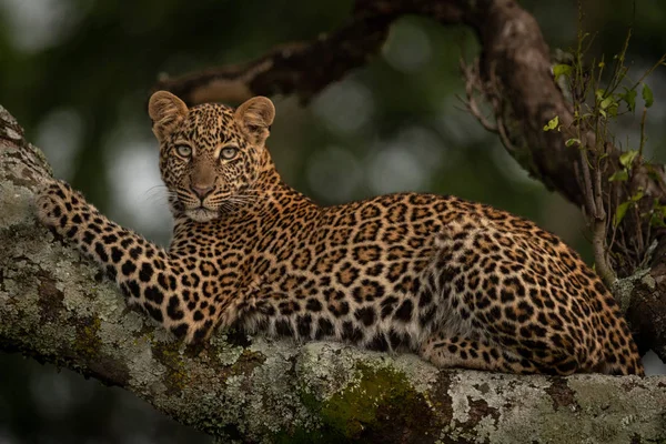Leopard Leży Oddziale Szukasz Drapieżne — Zdjęcie stockowe